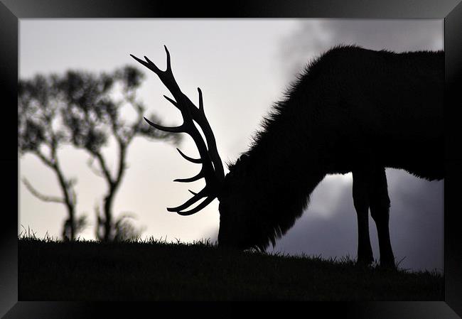  elk stag feeding at sunset Framed Print by Peter Righteous