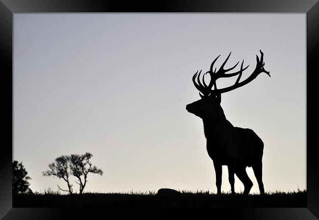   elk stag silhouette Framed Print by Peter Righteous