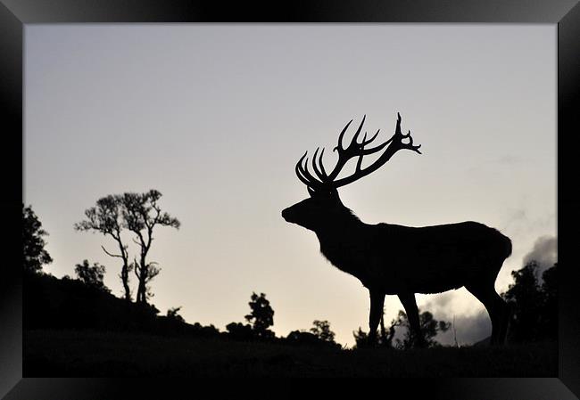 elk stag silhouette Framed Print by Peter Righteous