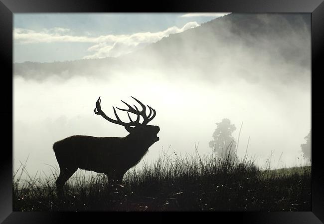 morning roaring Framed Print by Peter Righteous