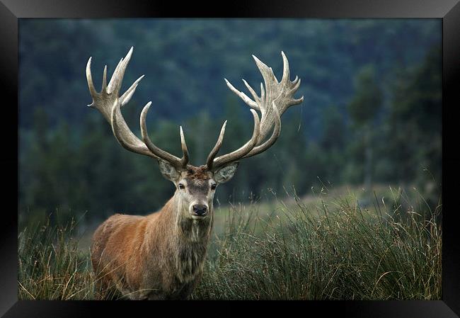red stag Framed Print by Peter Righteous