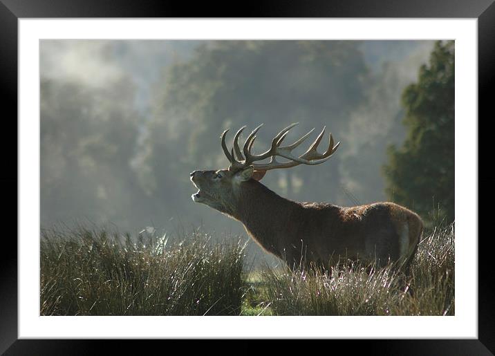 morning roaring Framed Mounted Print by Peter Righteous