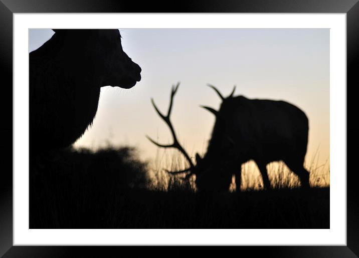 sunset stags Framed Mounted Print by Peter Righteous