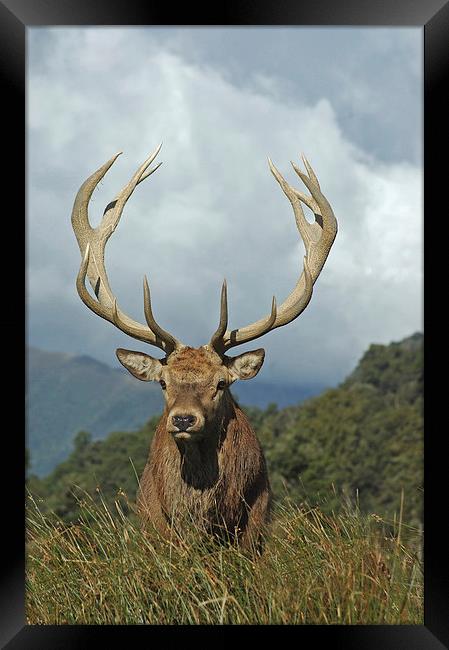 13 point stag Framed Print by Peter Righteous
