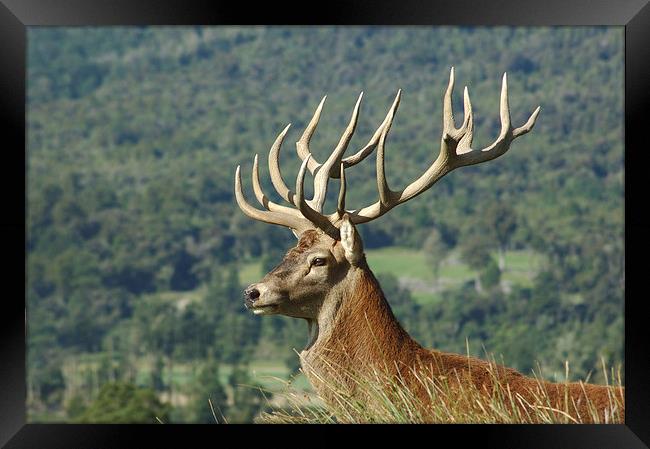 15-point stag in profile Framed Print by Peter Righteous