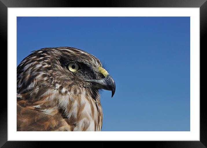   watchful hawk Framed Mounted Print by Peter Righteous