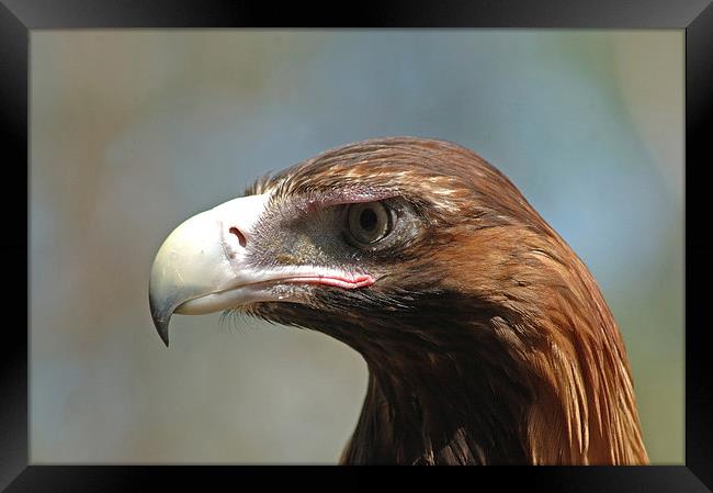 wedge-tailed eagle Framed Print by Peter Righteous