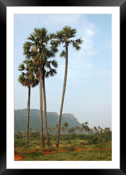 Palmyra palms Framed Mounted Print by Peter Righteous