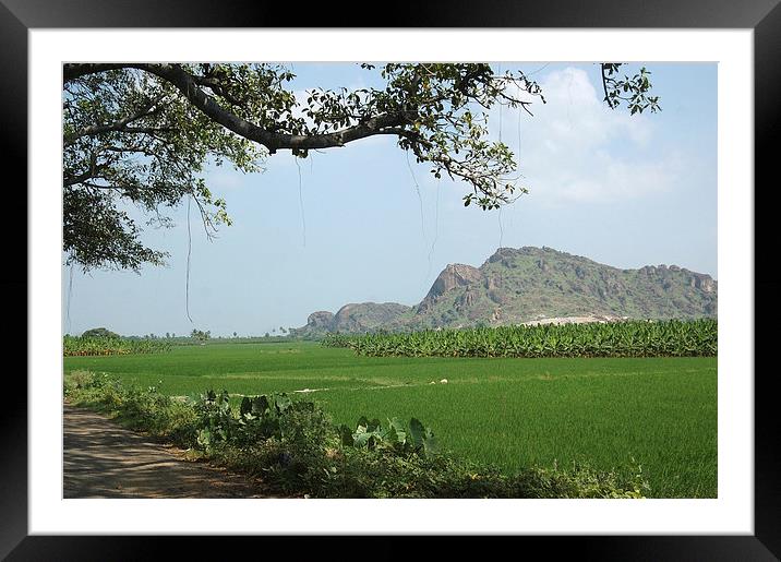 A fig tree frames rice paddies in Southern India Framed Mounted Print by Peter Righteous