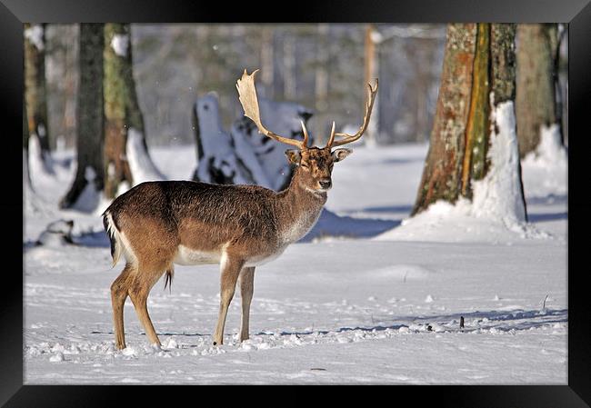 fallow deer in snow Framed Print by Peter Righteous