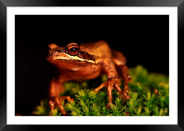 whistling tree frog Framed Mounted Print by Peter Righteous