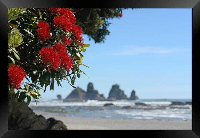 pohutakawa flowers Framed Print by Peter Righteous