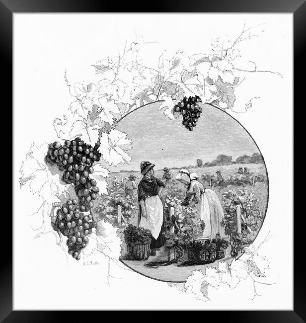 at the vineyard Framed Print by Peter Righteous
