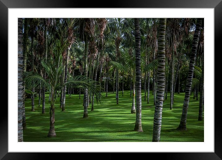  Trees Framed Mounted Print by Alan Sinclair