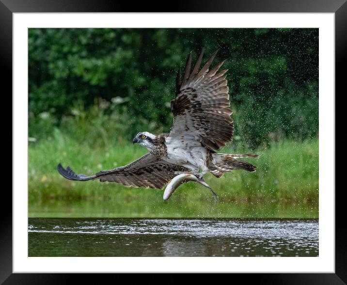 Lift off Framed Mounted Print by Alan Sinclair