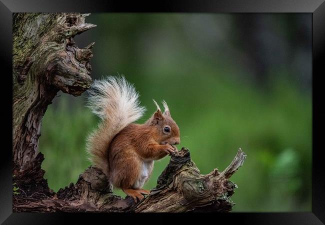 Squirrel Perch Framed Print by Alan Sinclair