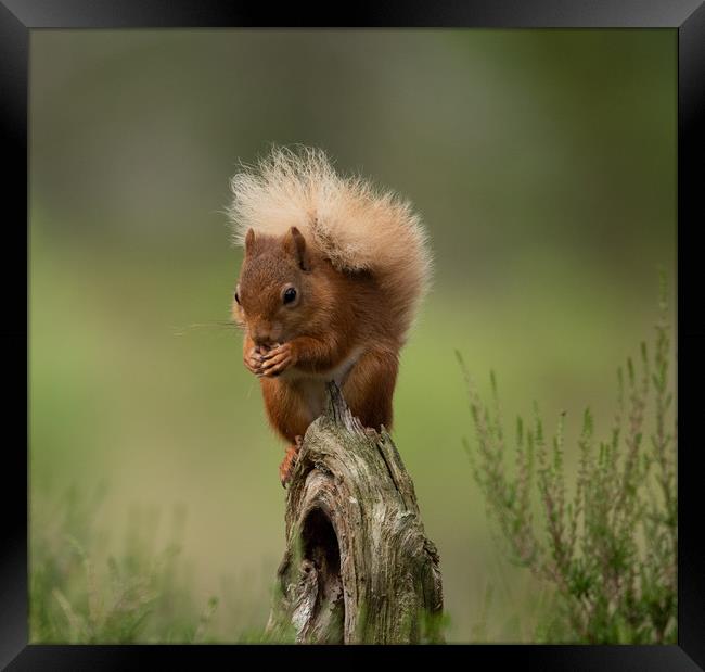 Breakfast time  Framed Print by Alan Sinclair