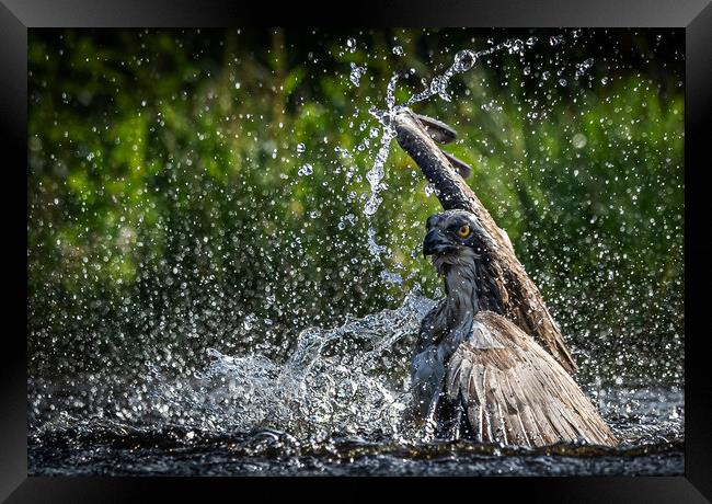 Swimming Osprey Framed Print by Alan Sinclair