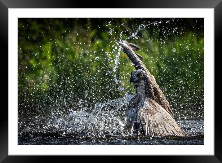 Swimming Osprey Framed Mounted Print by Alan Sinclair