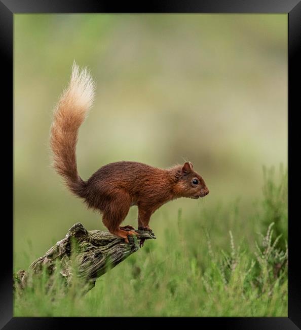 Jumping Red Framed Print by Alan Sinclair