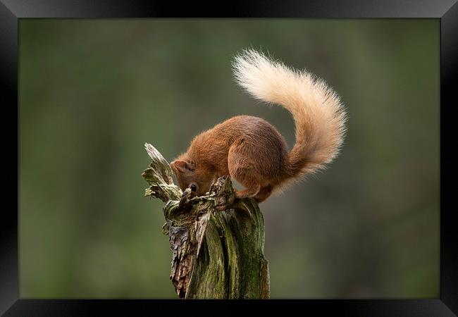 Where did I leave my nuts? Framed Print by Alan Sinclair