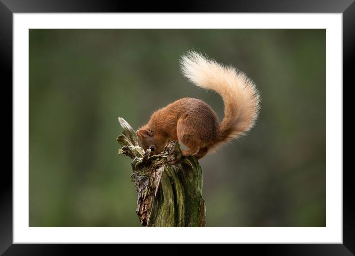Where did I leave my nuts? Framed Mounted Print by Alan Sinclair