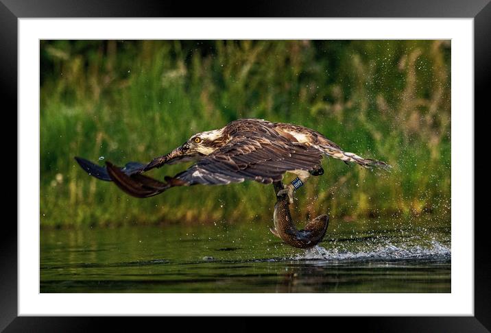 HH9 Taking Off Framed Mounted Print by Alan Sinclair
