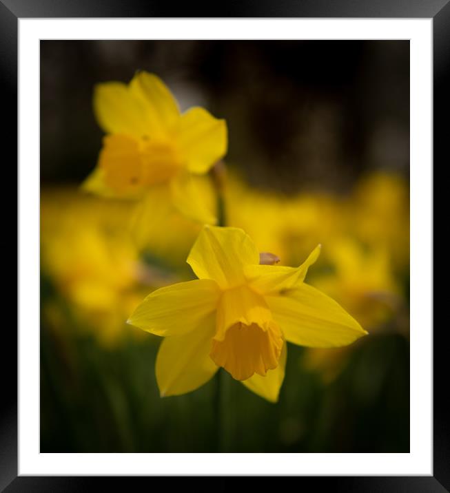 Spring daffodils  Framed Mounted Print by Alan Sinclair