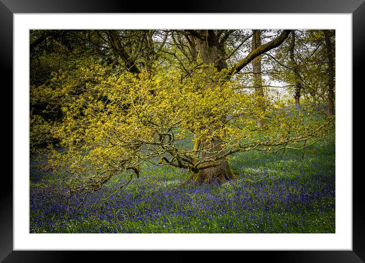 Golden Tree Framed Mounted Print by Alan Sinclair