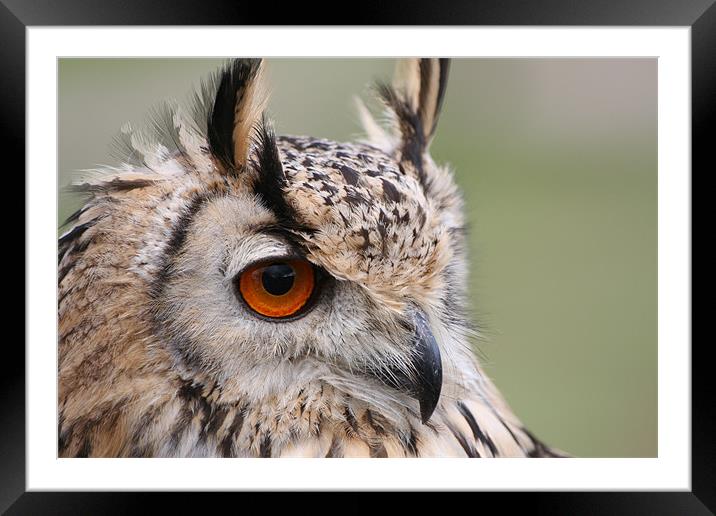 European Eagle Owl Framed Mounted Print by Christopher Grant