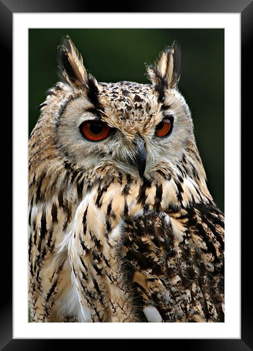 European Eagle Owl Framed Mounted Print by Christopher Grant
