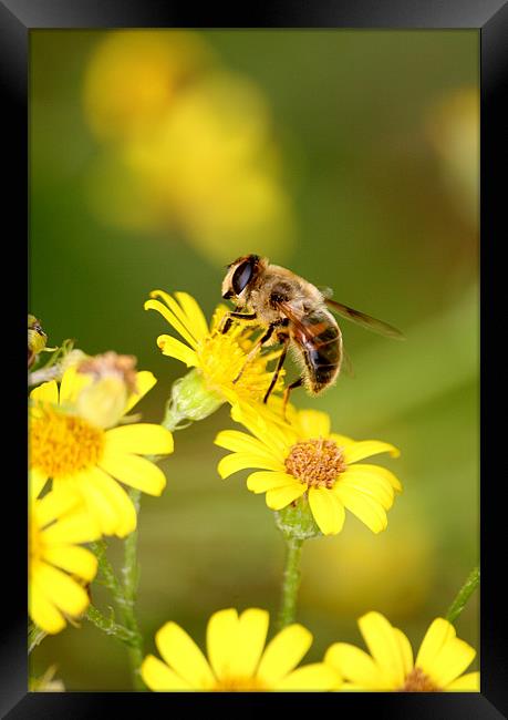 Bee collecting Nectar Framed Print by Christopher Grant