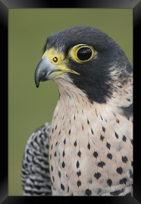 Peregrine Falcon (Falco peregrinus) Framed Print by Christopher Grant