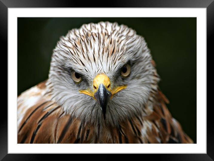 Red Kite (Milvus milvus) Framed Mounted Print by Christopher Grant