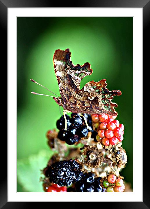 Butterfly attarcted to Summer Fruits Framed Mounted Print by Christopher Grant