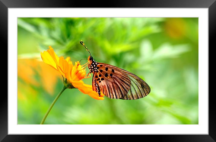 Butterfly Feeding Framed Mounted Print by Christopher Grant