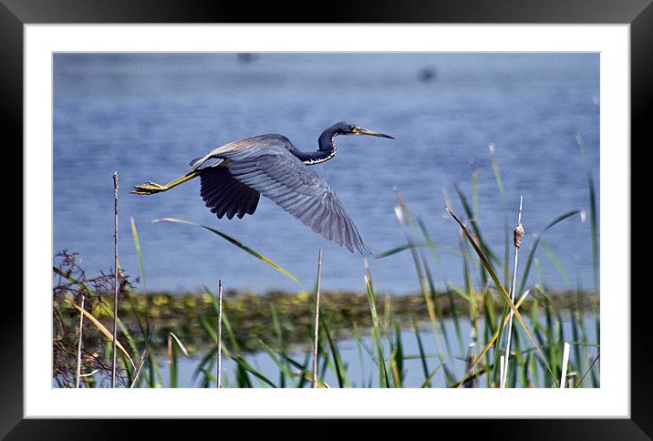 Great Blue Heron (Ardea herodias) Framed Mounted Print by Christopher Grant
