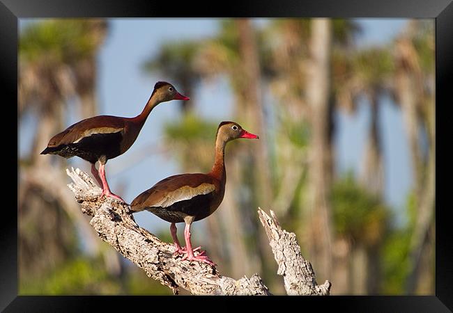 Black-bellied Whistling-duck(Dendrocygna autumnal) Framed Print by Christopher Grant