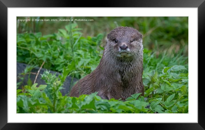 Eurasian Otter Framed Mounted Print by Marcia Reay