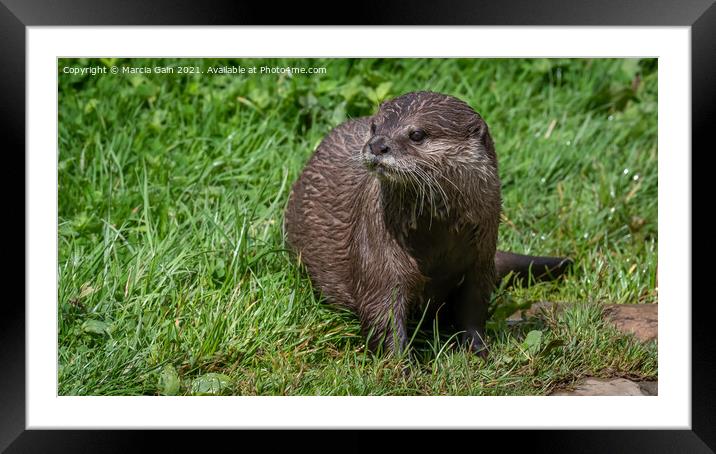 Eurasian Short clawed otter Framed Mounted Print by Marcia Reay