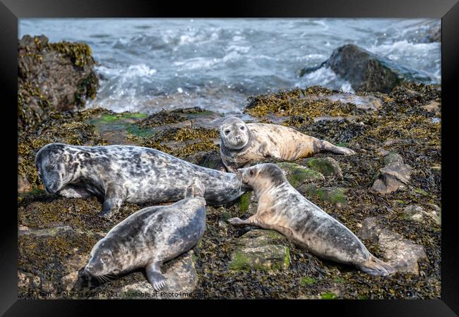 Grey Seals resting on the rocks Framed Print by Marcia Reay