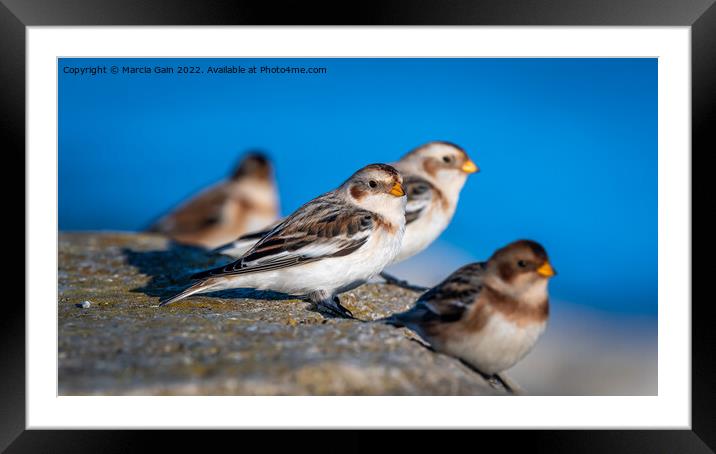 Snow Buntings Framed Mounted Print by Marcia Reay