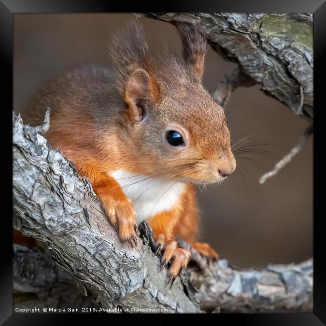 Red Squirrel Framed Print by Marcia Reay