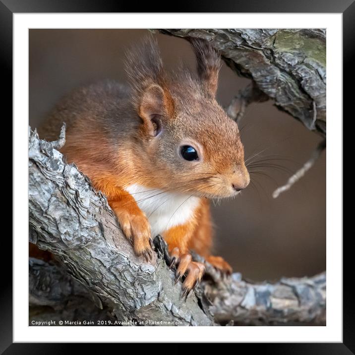 Red Squirrel Framed Mounted Print by Marcia Reay