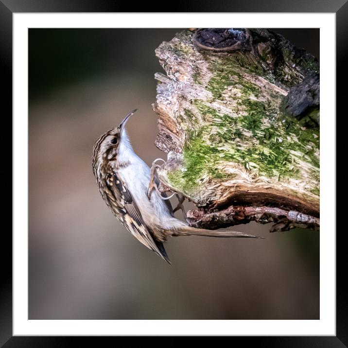 Tree Creeper Framed Mounted Print by Marcia Reay