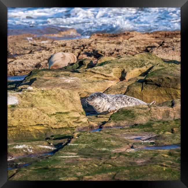 Grey seal pup from Northumberland Framed Print by Marcia Reay