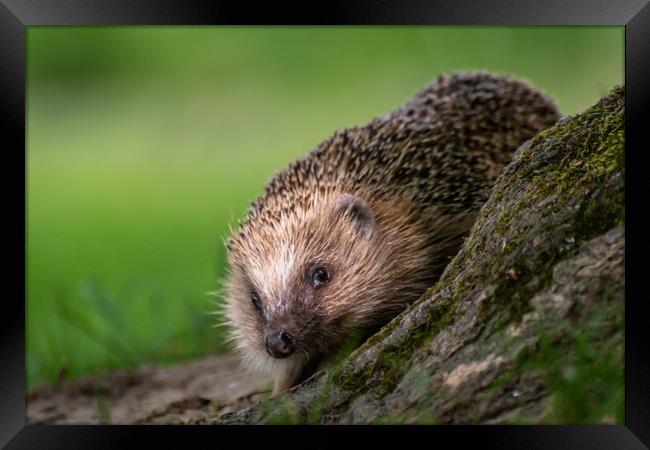 Hedgehog Framed Print by Marcia Reay