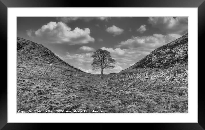 Sycamore Gap Framed Mounted Print by Marcia Reay