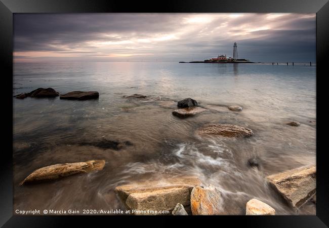 St Mary's lighthouse at sunrise Framed Print by Marcia Reay