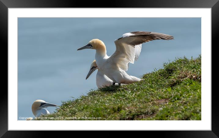 Gannet ready for take off Framed Mounted Print by Marcia Reay